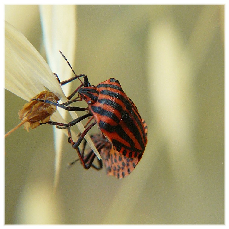 Graphosoma semipunctatum